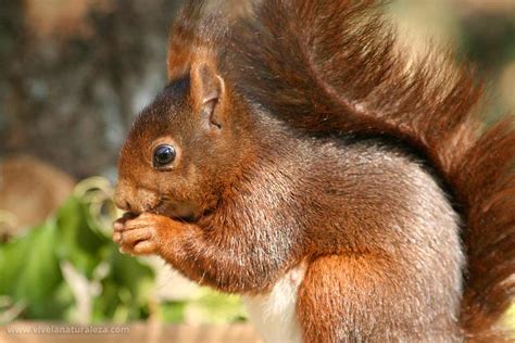 ardilla roja sciurus vulgaris video