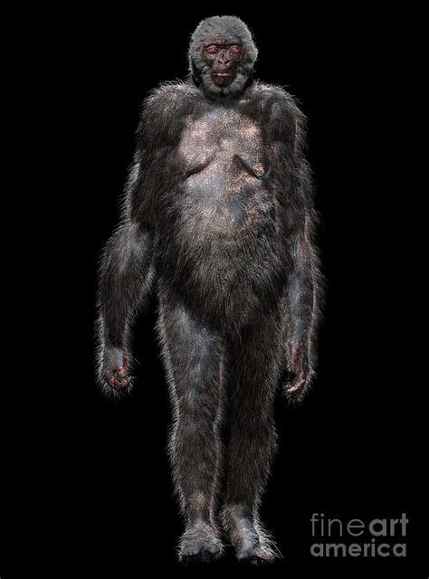 ardipithecus ramidus physical characteristics