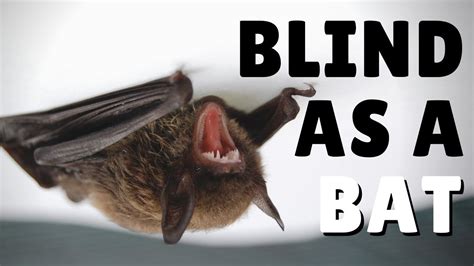 Famous Are Bats Blind 2023