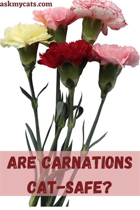 Are Carnations Bad For Cats