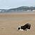 are dogs allowed on aberavon beach