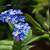 are forget me nots poisonous to cats