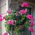 are geraniums good for hanging baskets