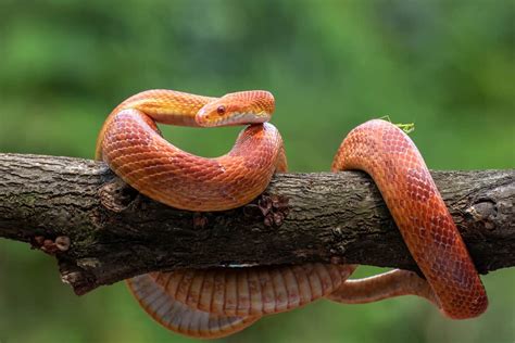 How To Breed Corn Snakes (StepbyStep Guide)