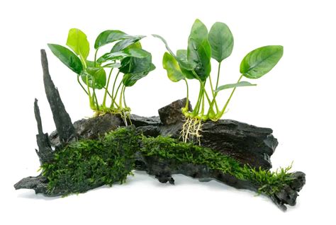 Perfect Guide To Anubias Plant Care, Types, Benefits & More
