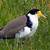 are plovers protected in queensland