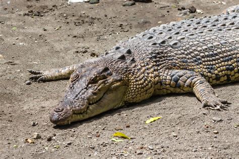 Creature Feature Cuban Crocodile Cuba Unbound Crocodile, Creature