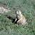 are there prairie dogs in missouri