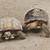 are tortoises social or solitary