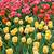 are tulips perennial