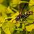 are wasps attracted to certain colors
