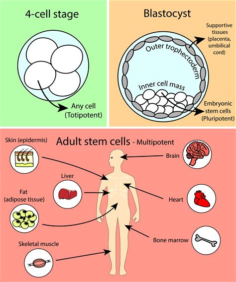 are adult stem cells totipotent