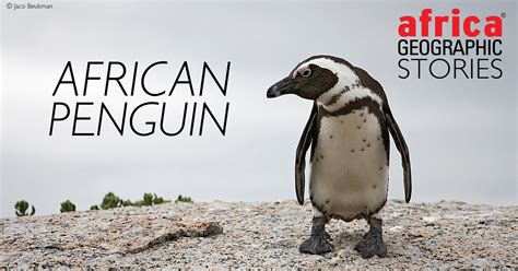 are african penguins dangerous