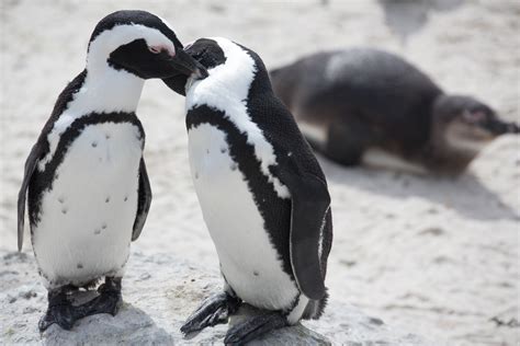 are african penguins endangered of extinction