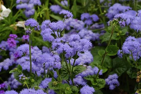 Are Ageratum Perennials