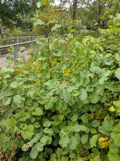 Are Alder Trees Invasive