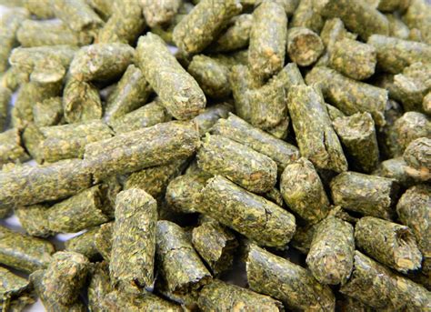 are alfalfa pellets good for chickens