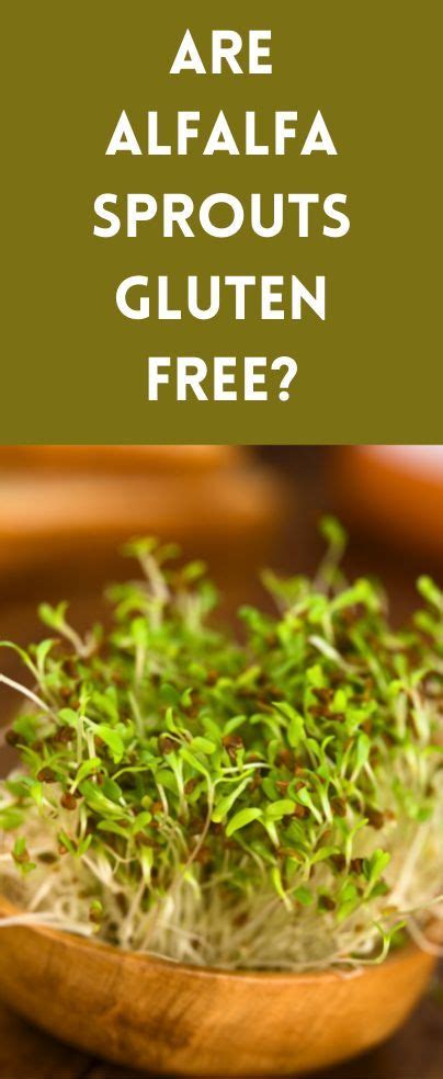 are alfalfa sprouts gluten free