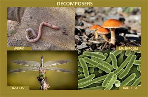 are algae decomposers