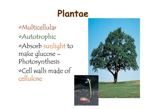 Are All Plantae Multicellular