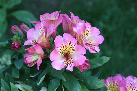 are alstroemeria easy to grow from seed