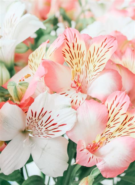 are alstroemeria flowers toxic to cats