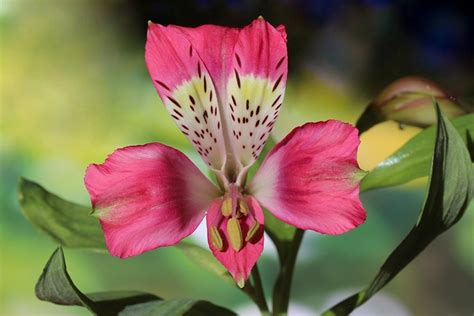 are alstroemeria poisonous to cats