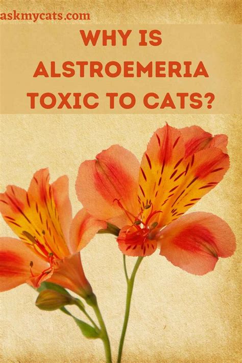 are alstroemeria toxic to cats