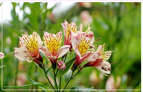are alstroemeria toxic to cats and dogs