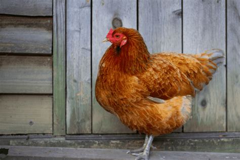 are ameraucana roosters aggressive
