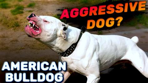 are american bulldogs aggressive breeds