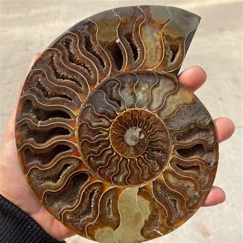 are ammonite fossils rare