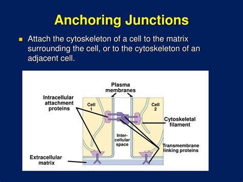 Are Anchoring Junctions Tight Junctions