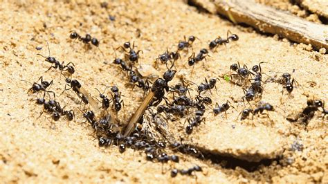 Are Ants Good For A Compost Heap