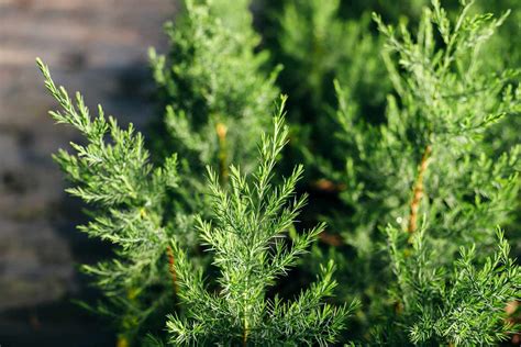 Are Artificial Plants Flammable