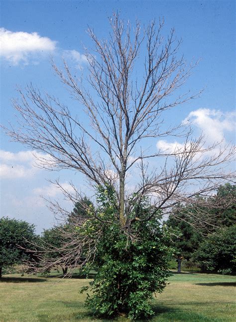 are ash trees bad