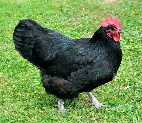 Are Australorp Chickens Friendly