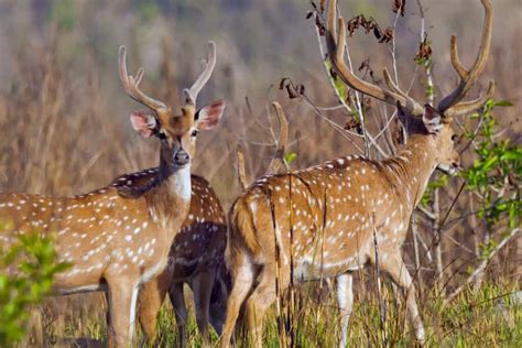 Are Axis Deer Endangered