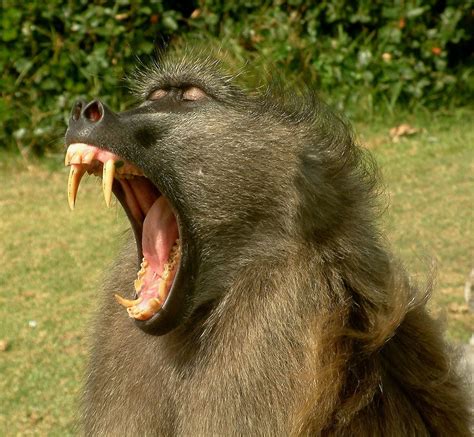 Baboons Dangerous: Wild Primate Encounters Decoded