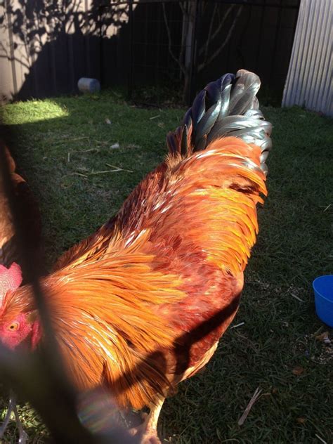 Are Backyard Chickens Noisy