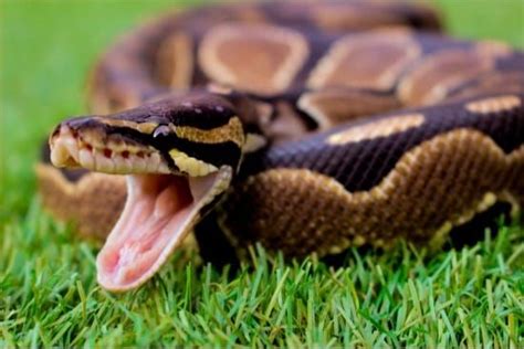 Are Ball Pythons Aggressive