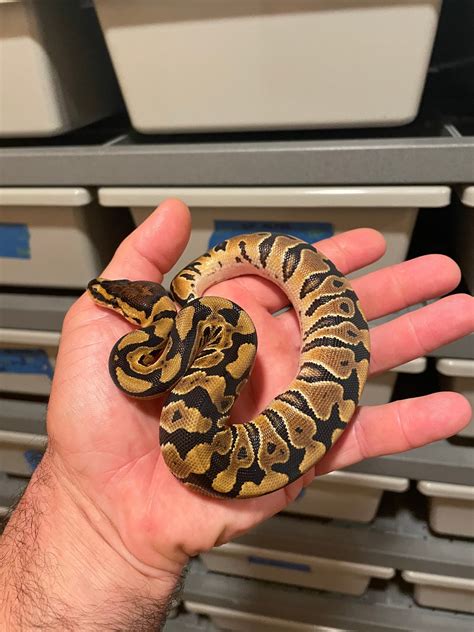 are ball pythons constrictors