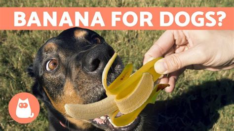 are bananas good for dogs with diarrhea