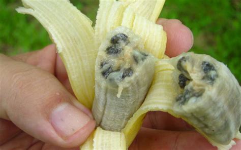 Are Bananas Really Extinct
