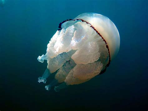 are barrel jellyfish dangerous