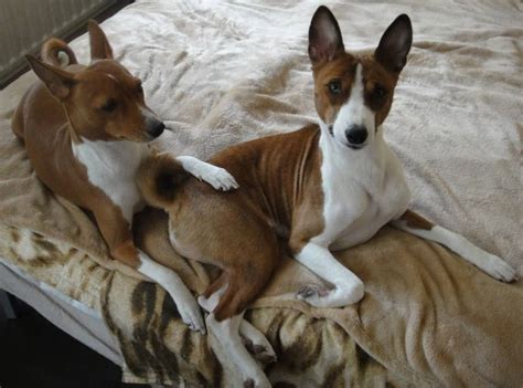 Are Basenji Dogs Affectionate
