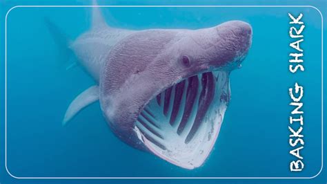 are basking sharks friendly