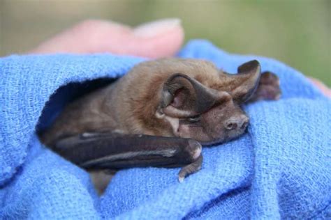 Are Bats In Florida Protected