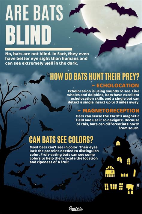 Are Bats Totally Blind