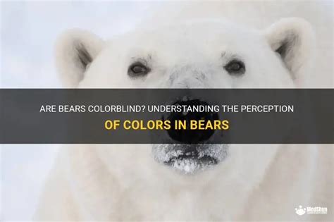 are bears colorblind